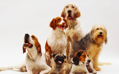 Тест на знание собак: проверьте, знаете ли вы интересные факты о животных за пару минут!