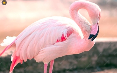 Шесть каверзных вопросов о суперспособностях животных и тайнах Древнего мира: Тест для эрудитов