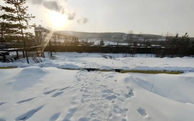 Собаки снова загрызли насмерть человека в Нерюнгринском районе? Третья смерть за несколько лет?