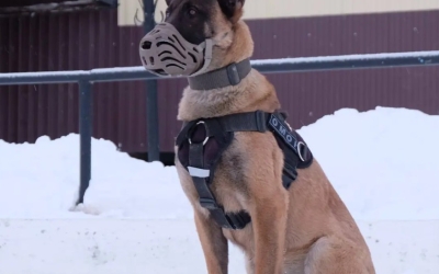 Служебная собака Ястреб из Якутского ОМОН претендует на победу в фотоконкурсе Росгвардии