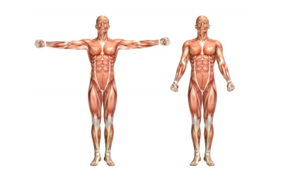 Быстрый тест на знание человеческого тела: 10 фактов, о которых вы могли не знать