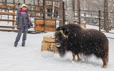 Сегодня Алане 3 года: как овцебык, спасенный сотрудниками компании "Алмазы Анабара", стал лохматой принцессой красноярского зоопарка