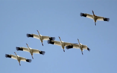 Станция кольцевания птиц появится в Якутии при поддержке Нордголд и «Доброты Севера»