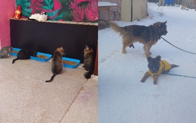 «Бомжей и алкашей мне не жалко, а бездомных животных — да»: пенсионерка из Якутска — о помощи, милосердии и разливайках