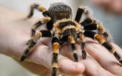 Является ли паук насекомым? Интеллектуальный квиз на 10 вопросов! Тест