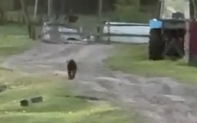 В село Таттинского улуса забрел медвежонок