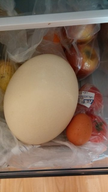 Страусиное яйцо: полная характеристика полезного деликатеса