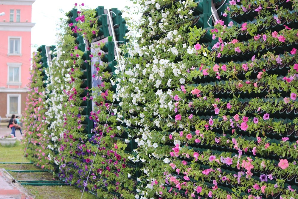Цветочный орджоникидзе. Вертикальное Озеленение петунии. Стена цветов. Фитостена из петуний. Стена из петуньи.