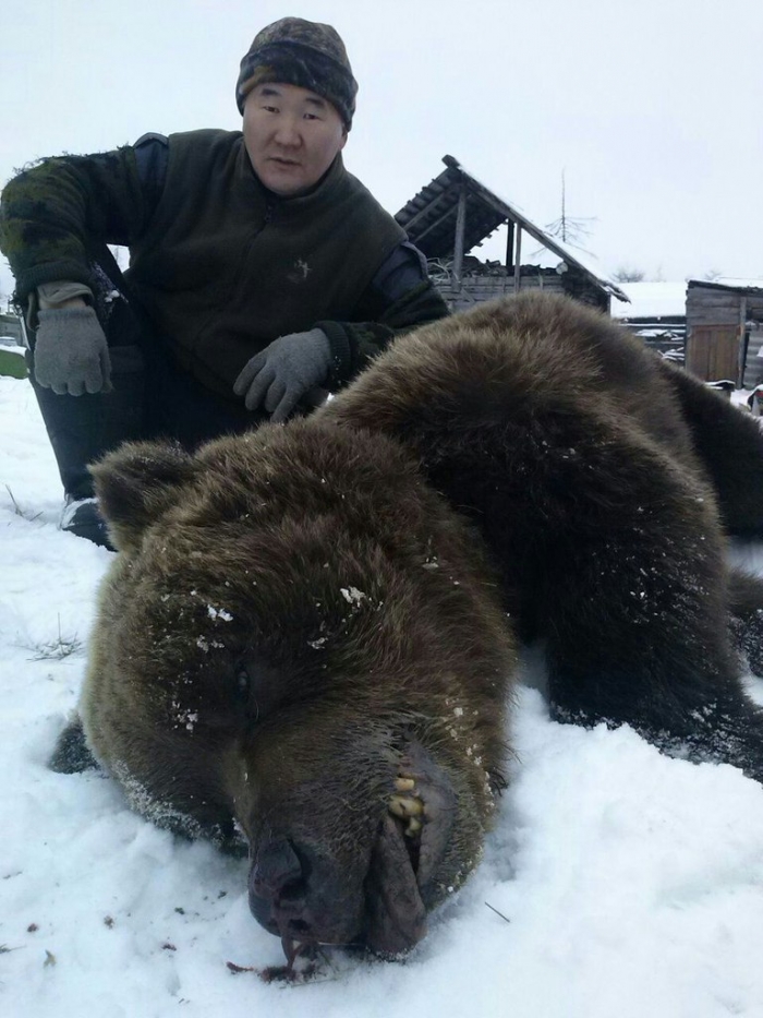 Убили самого большого медведя. Медведь шатун. Огромный медведь в Якутии.