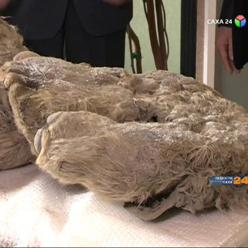 в якутии нашли кости. в якутии нашли кости. шерстистого носорога останки в якутии. искатели бивней мамонтов в якутии. в якутии нашли кости.