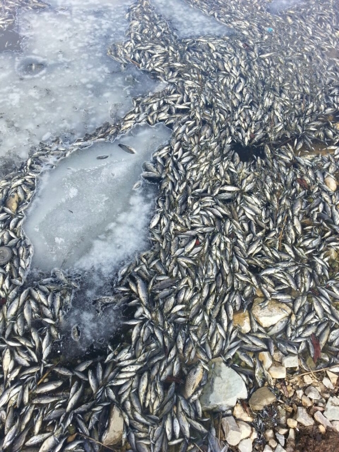  Виды рыбы в Якутии: северное богатство 