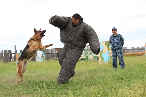 Костюм для тренировки собак