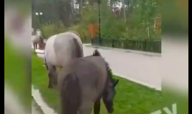 Безнадзорные лошади гуляют в парке культуры и отдыха в Якутске