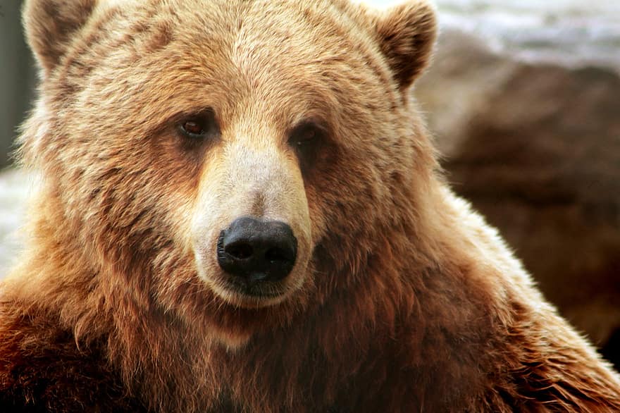 84-летняя жительница Якутии дала отпор медведю