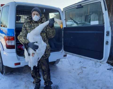 Жители Среднеколымского улуса обнаружили лебедя с поврежденным крылом