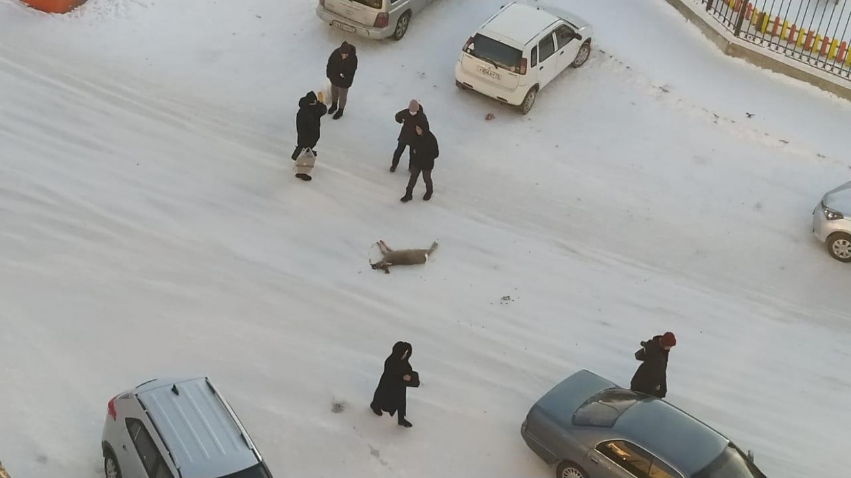 В Якутске водители устроили охоту на забежавшую в город косулю
