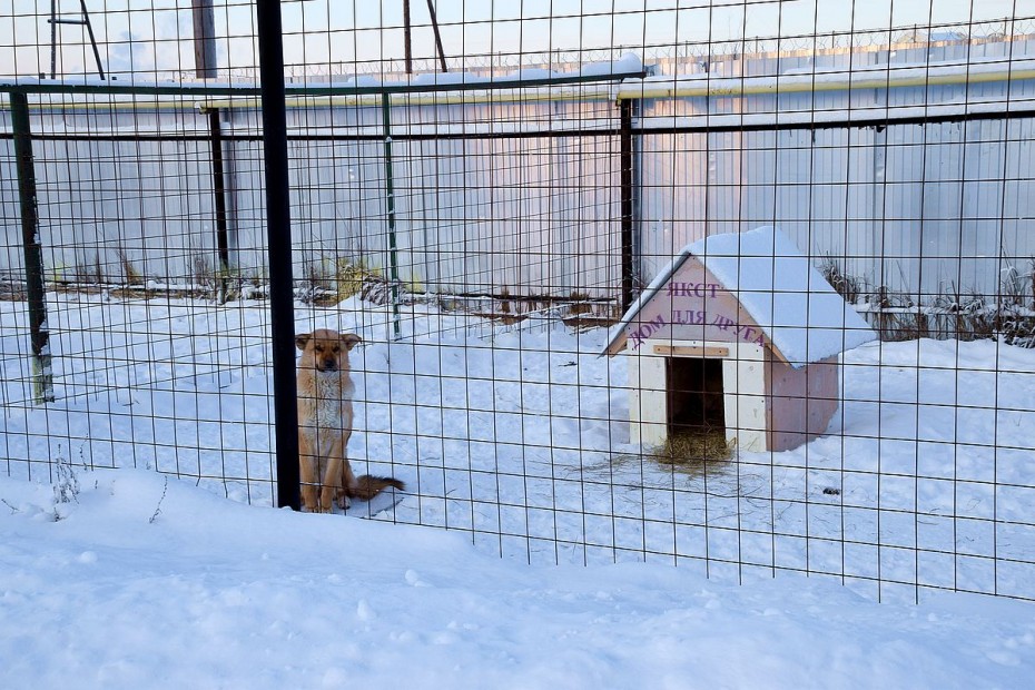 В Якутии зоозащитники требуют тотальной стерилизации всех кошек и собак