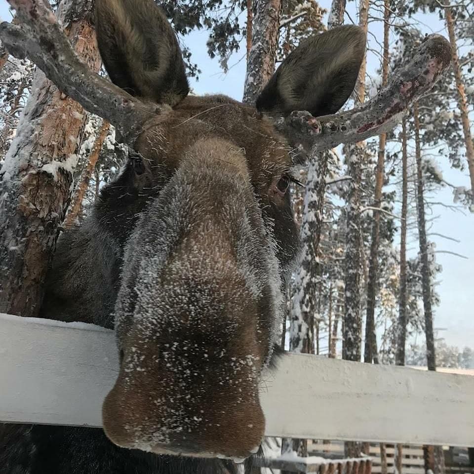 Лось на дороге фото