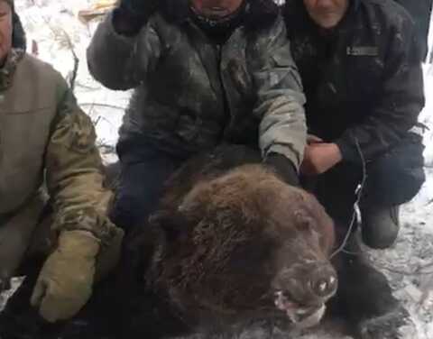 Минэкологии Якутии проводит проверку действий охотников, которые добыли медведя  в неустановленные сроки