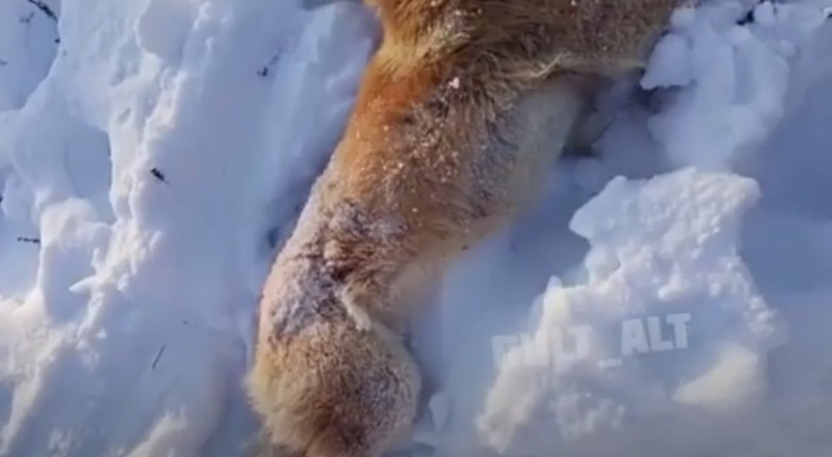 Якутский охотник поймал странное животное 