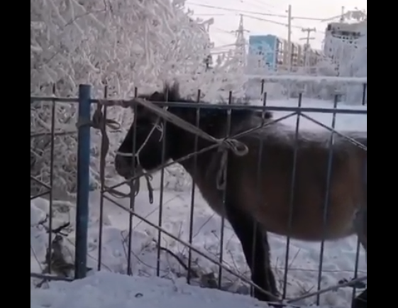 Тут еще собаки пытаются на нее напасть, - житель Якутска призывает хозяев забрать лошадь