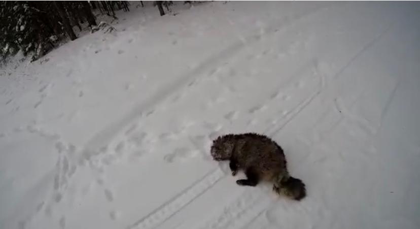 В Якутии добыли экзотическое животное: Минэкологии проводит проверку