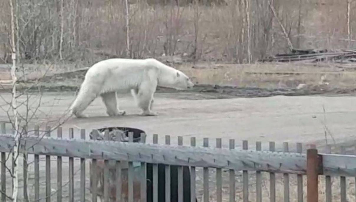 Решилась судьба белого медведя, пойманного в Якутии