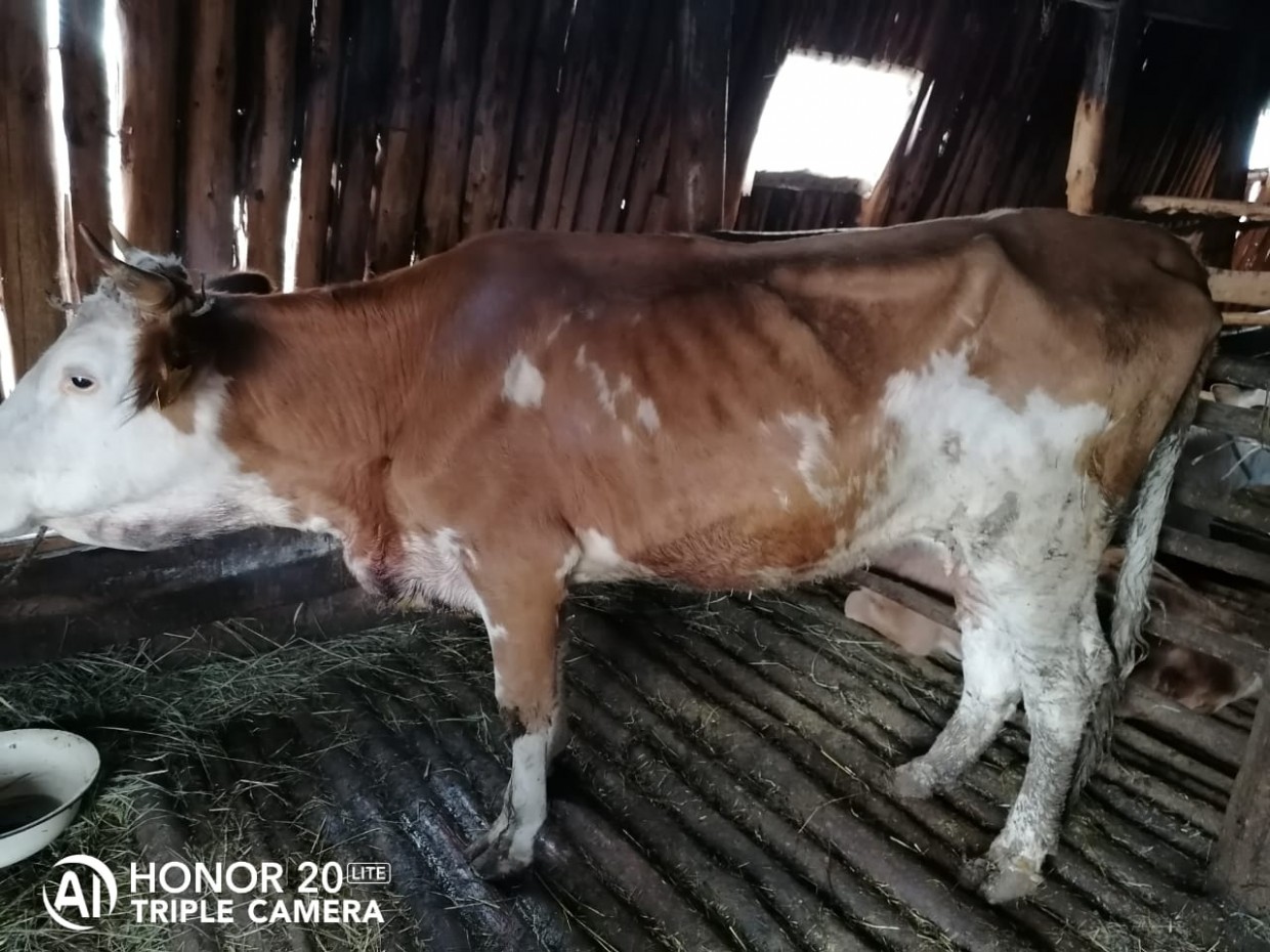 В Вилюйском улусе корова продолжительное время жила с 10-сантиметровой проволокой в сердце