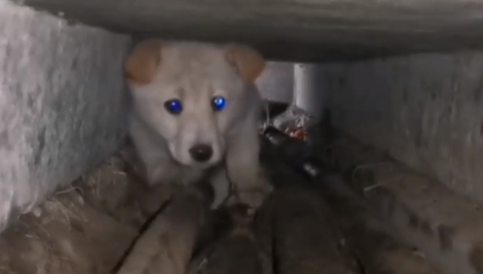 В Якутске под бетонной плитой застрял щенок