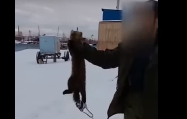 В Якутске поймали соболя на капкан