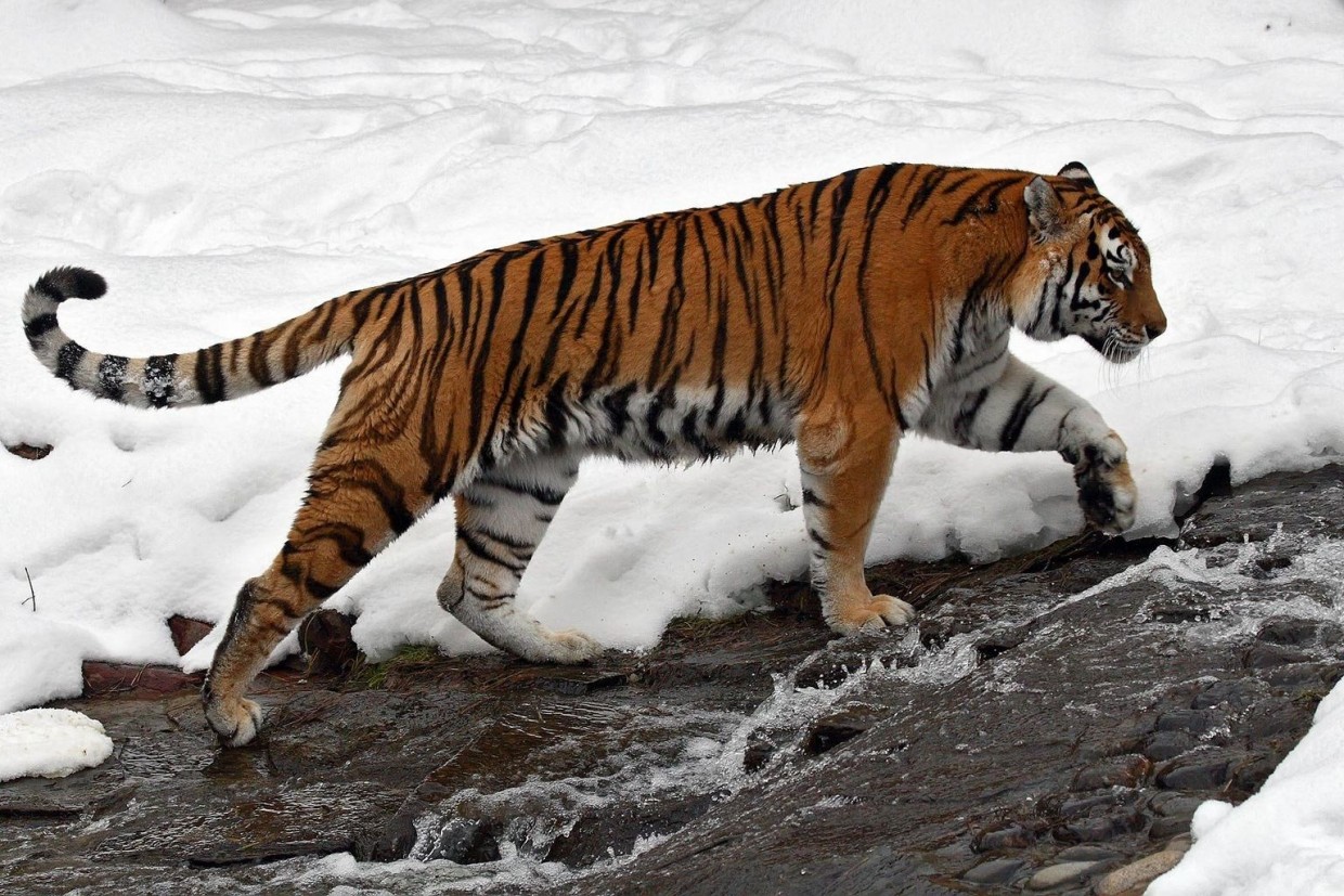 В Алданском районе обнаружены следы амурского тигра: Минэкологии Якутии проводит проверку 