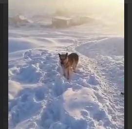 В Якутии собаки разорвали молодого бычка