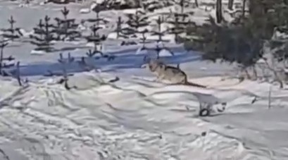 В окрестностях Вилюйска рыщет волк