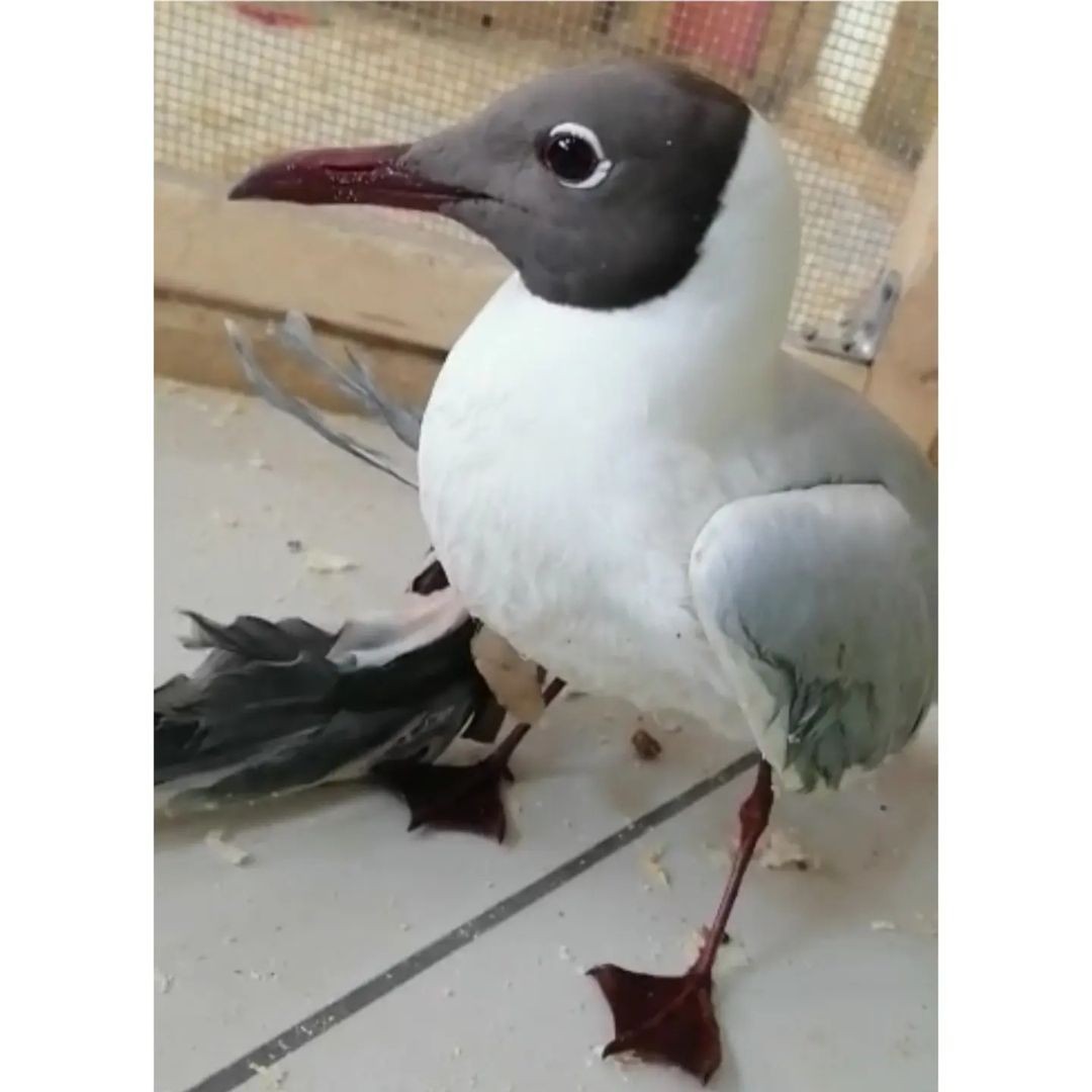 В Якутске спасли раненую чайку