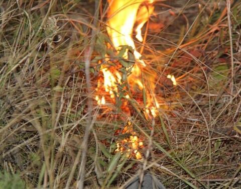 Лесной пожар в Мирнинском районе локализован