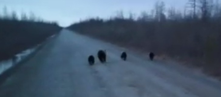 Большая медвежья семья вышла на дорогу около Хандыги