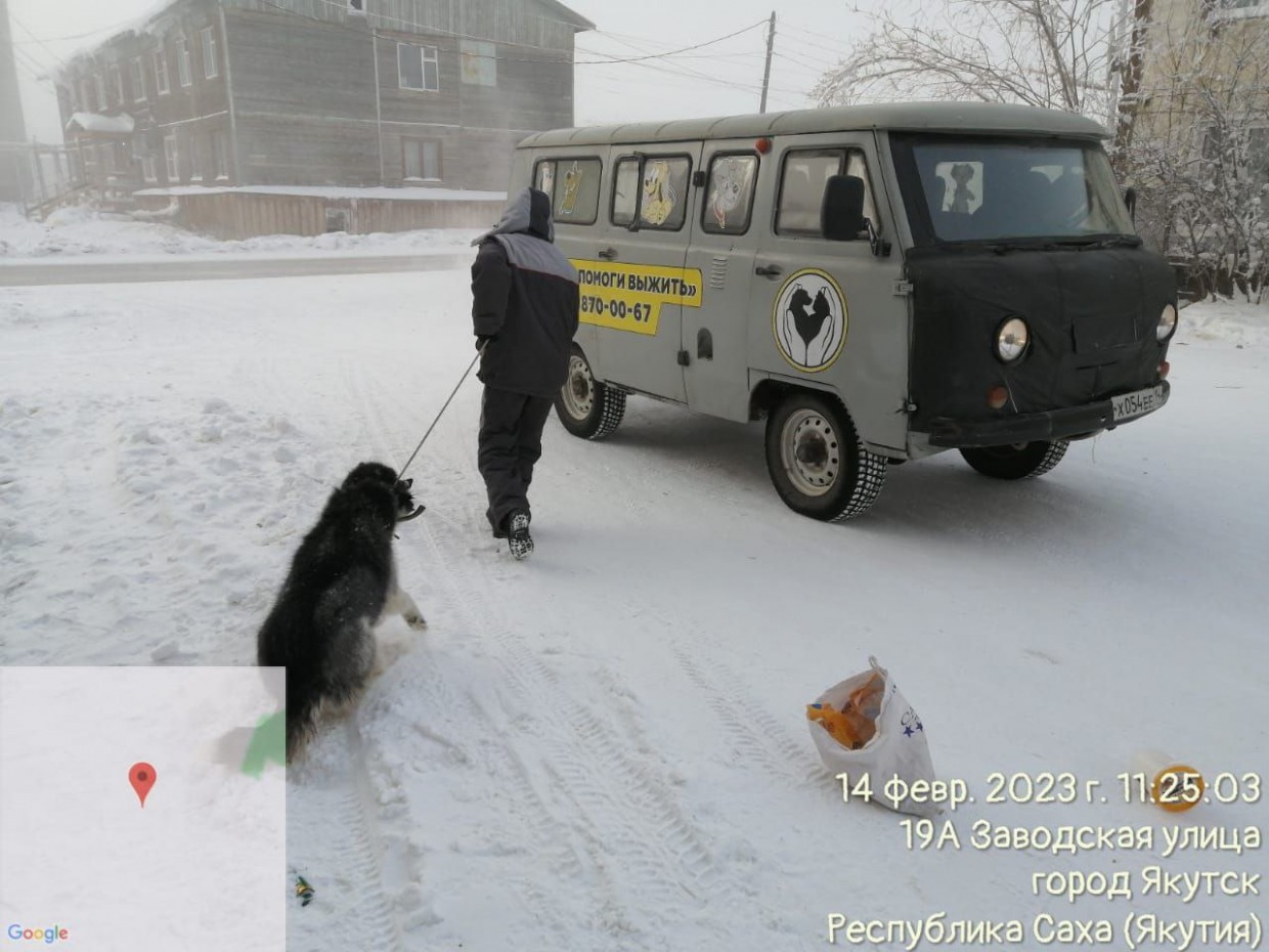 В селе Пригородное стая собак разорвала в клочья щенка | SakhaPress.ru