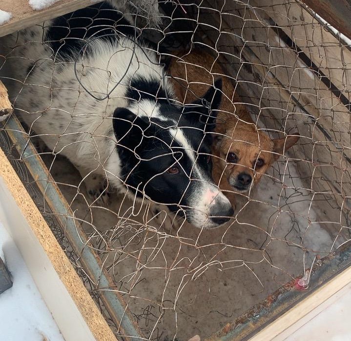 67 собак отловили за неделю в Якутске