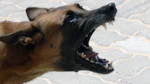 Администрация поселка Батагай выплатит 50 тысяч рублей пенсионерке, которую укусила бездомная собака