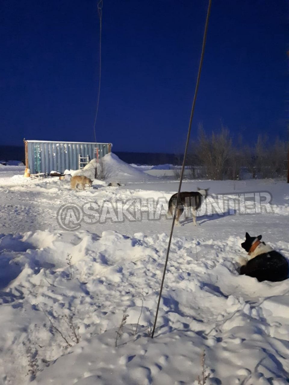 Соцсети: В Якутии волк отбился от пяти сторожевых собак и покалечил их