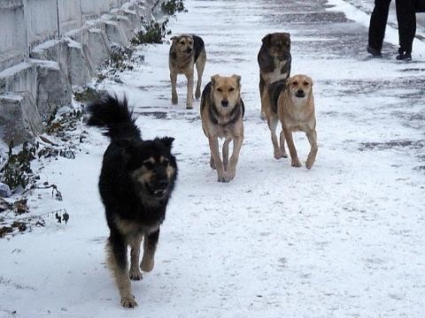 В Якутске продолжаются поиски собаки, укусившей женщину