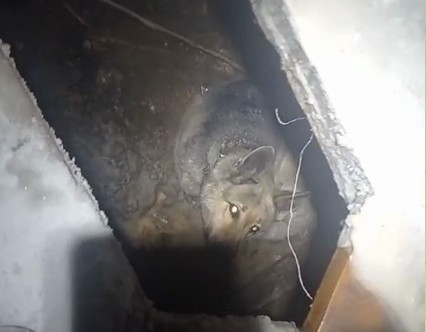 В Якутске собака с ошейником замерзает в выгребной яме уличного туалета