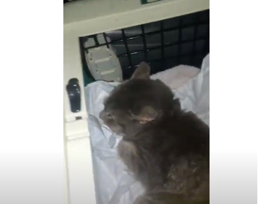 В Якутске спасена застрявшая в обмотке теплотрассы кошка