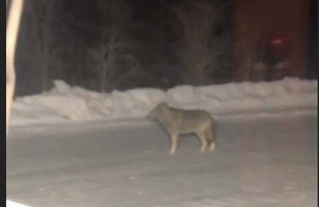 В Якутии вместо медведей на дороги стали выходить волки