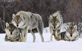 В Якутии в 2023 году численность волков составила около 12 тысяч особей