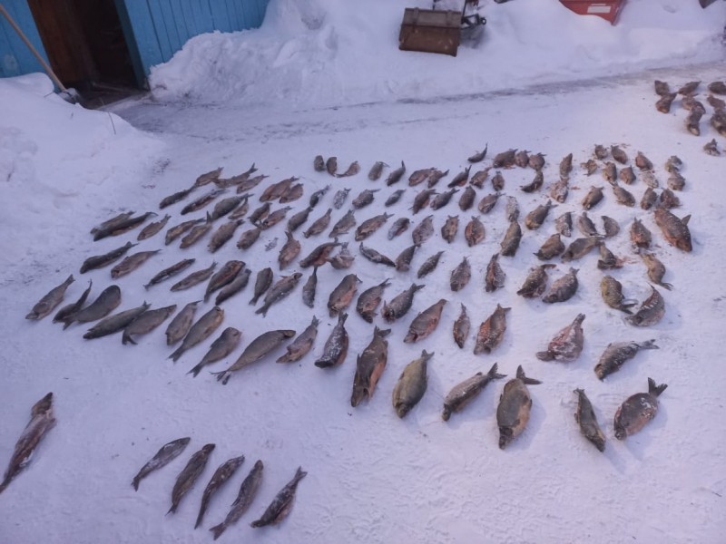 Житель Якутии подозревается в незаконном вылове более 340 экземпляров рыбы