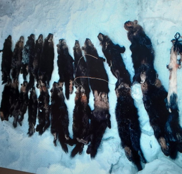 В Якутии браконьер добыл 32-х соболей при помощи капканов