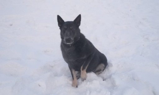 В Якутске служебная собака помогла задержать двоих налетчиков
