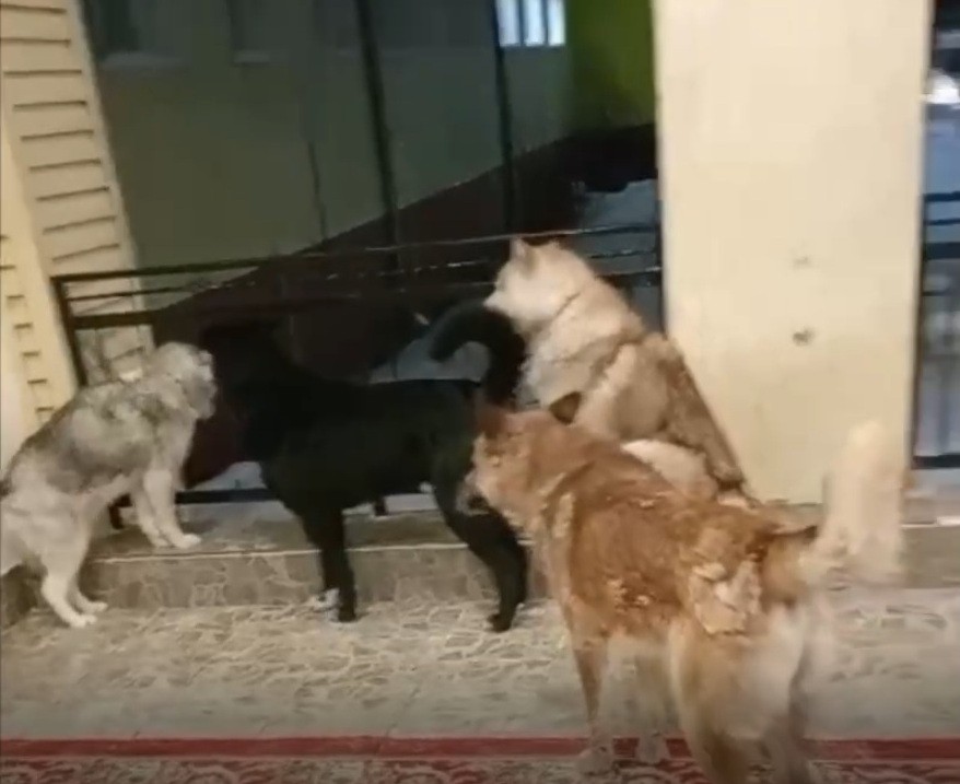 В Нюрбе стая из 13 собак создает угрозу ученикам местной школы