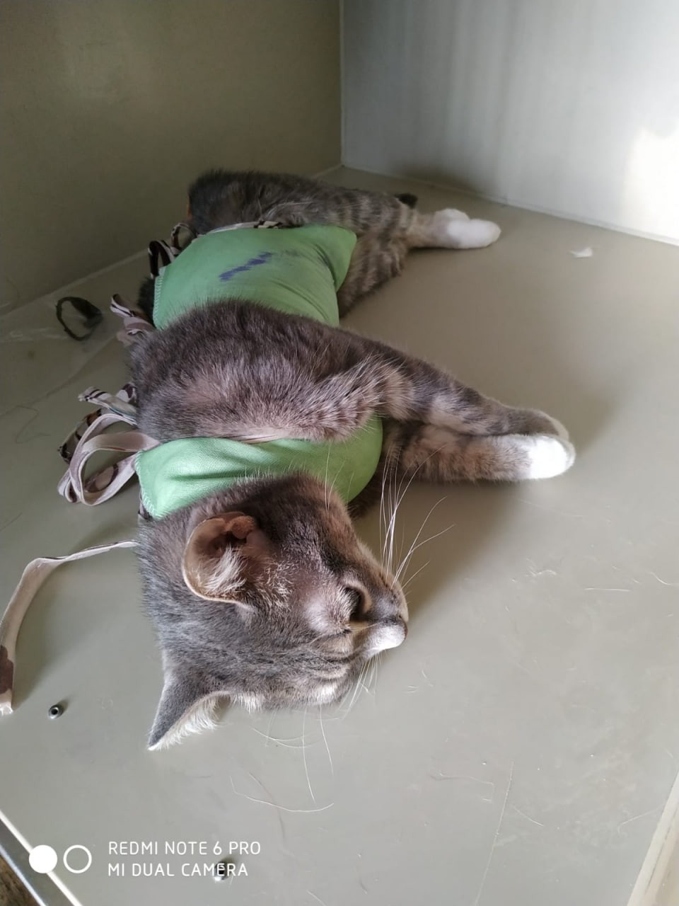 В Якутске кошка проглотила веревку и чуть не умерла